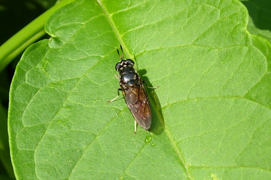 Stratiomyidae: Hermetia illucens